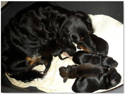 Conny vom Nebelstein Wurf 2017