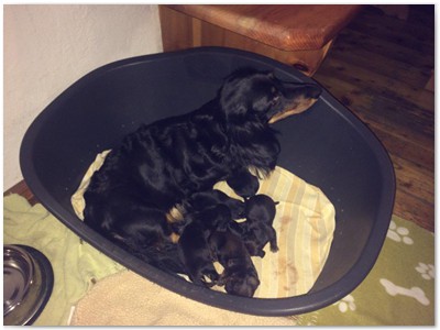 Conny vom Nebelstein Wurf 2017