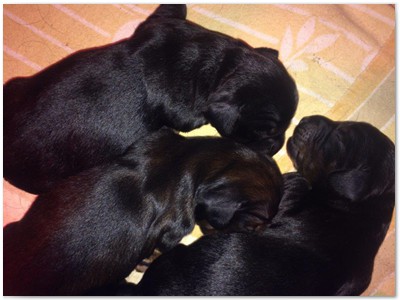 Conny vom Nebelstein Wurf 2017