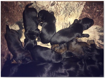 Conny vom Nebelstein Wurf 2017