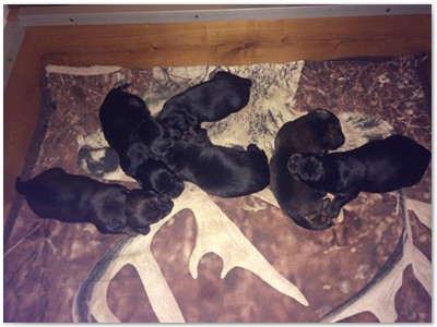 Conny vom Nebelstein Wurf 2017