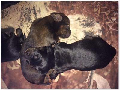 Conny vom Nebelstein Wurf 2017