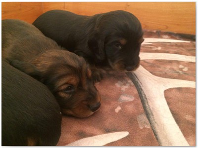 Conny vom Nebelstein Wurf 2017