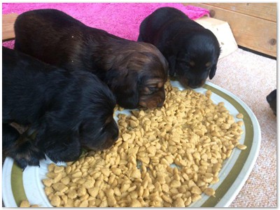 Conny vom Nebelstein Wurf 2017