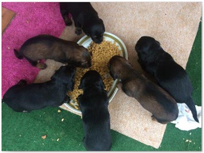 Conny vom Nebelstein Wurf 2017