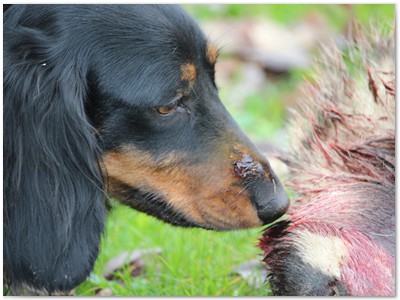 Conny vom Nebelstein
