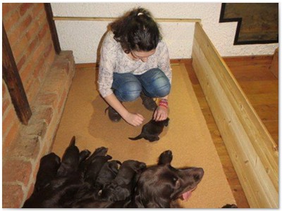 K-Wurf 07.01.2015 Akita