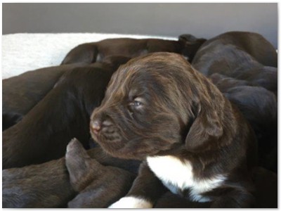 Q-Wurf
Lindemann's Akita mal Josef von Poppenforst,
2 Wochen