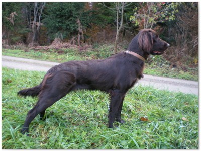 R_Wurf
Lindemann's Akita mal Yordi vom Stockey