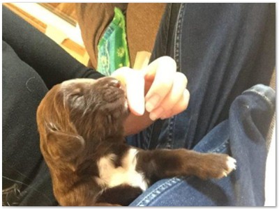R_Wurf
Lindemann's Akita mal Yordi vom Stockey