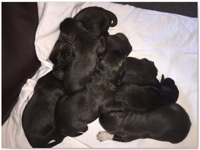 R_Wurf
Lindemann's Akita mal Yordi vom Stockey