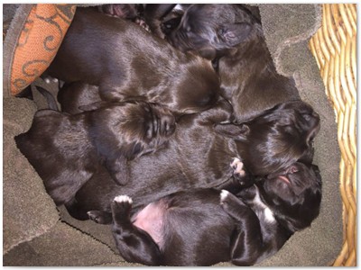 R_Wurf
Lindemann's Akita mal Yordi vom Stockey