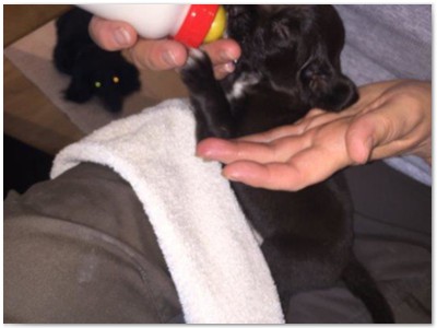 R_Wurf
Lindemann's Akita mal Yordi vom Stockey
