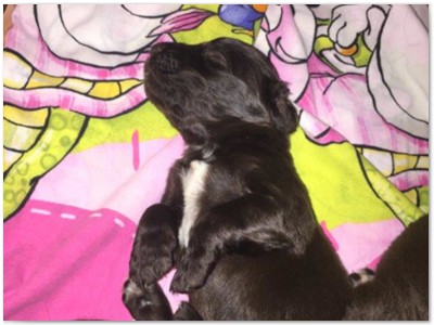 R_Wurf
Lindemann's Akita mal Yordi vom Stockey