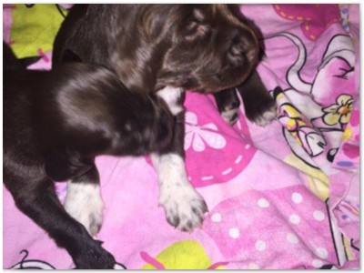 R_Wurf
Lindemann's Akita mal Yordi vom Stockey