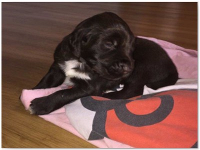 R_Wurf
Lindemann's Akita mal Yordi vom Stockey