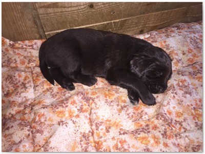 R_Wurf
Lindemann's Akita mal Yordi vom Stockey