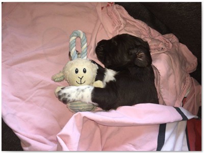 R_Wurf
Lindemann's Akita mal Yordi vom Stockey
