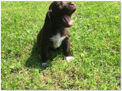 R_Wurf
Lindemann's Akita mal Yordi vom Stockey