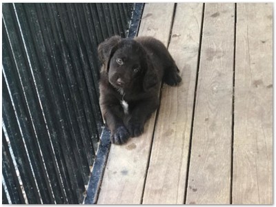 R_Wurf
Lindemann's Akita mal Yordi vom Stockey