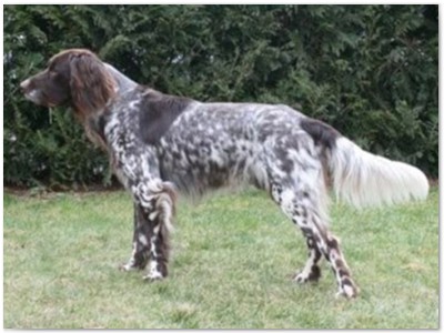 R_Wurf
Lindemann's Akita mal Yordi vom Stockey