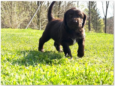 S-Wurf
Paula von Poppenforst x Karlo von der Jade