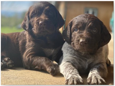 S-Wurf
Paula von Poppenforst x Karlo von der Jade